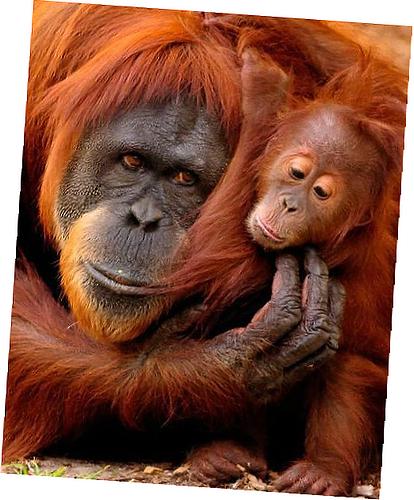 Air Conditioner Heater Control Module Assembly